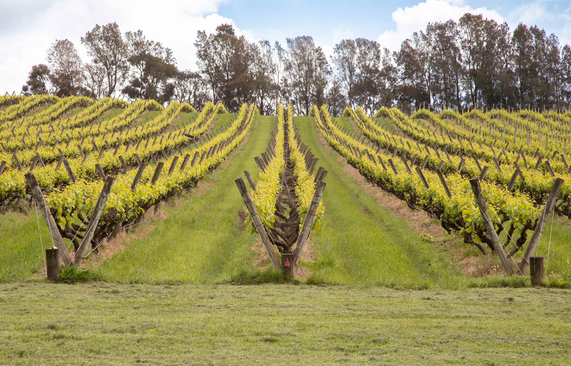 Rows of grapevines with gum trees behind